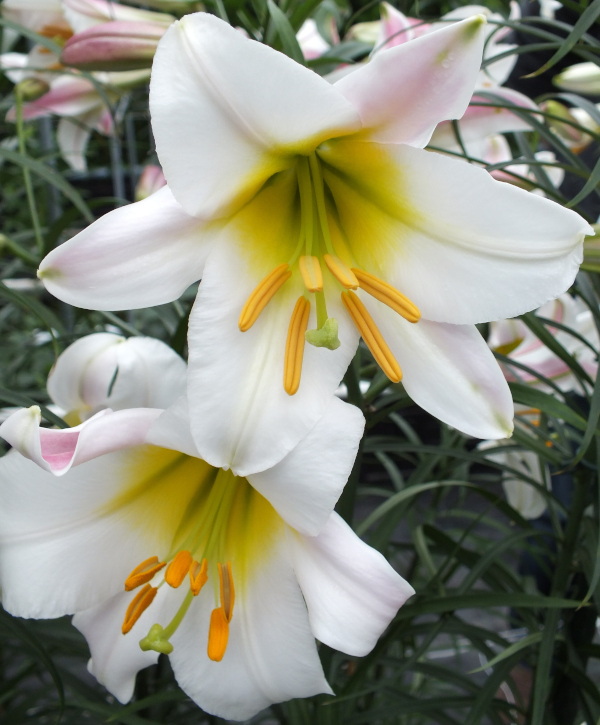 Chinese Trumpet Lilies