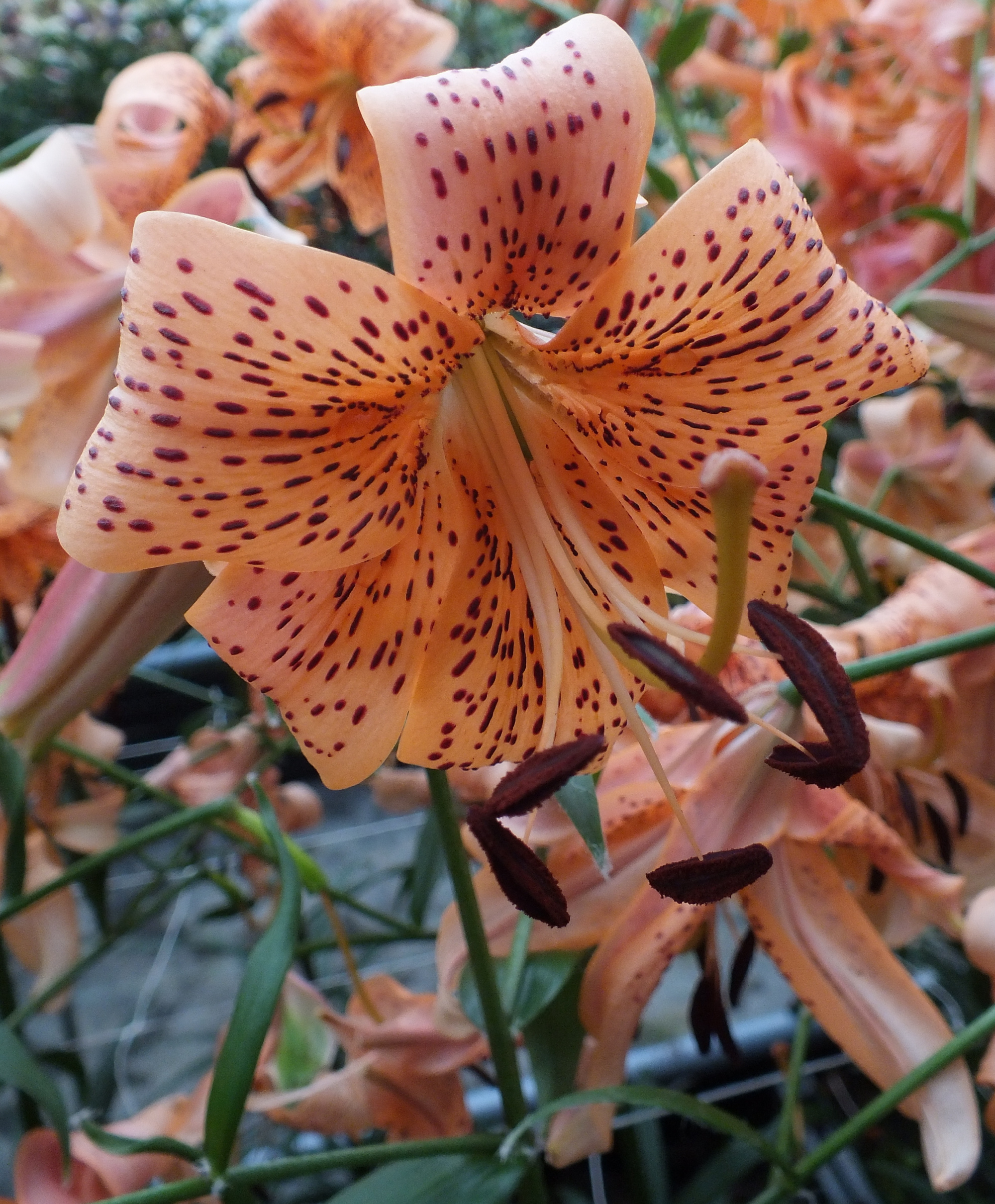 Asiatic Hybrid and Tigrinum Lilies