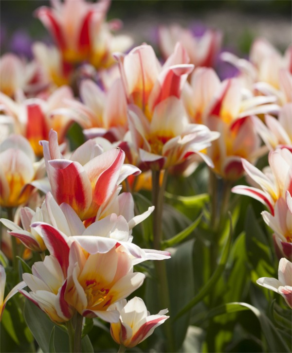 Kaufmanniana Hybrids