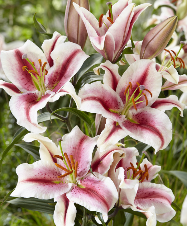 Oriental Lilies