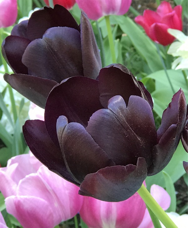 Single Late Tulips