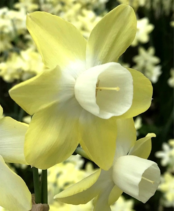 Triandrus Narcissi