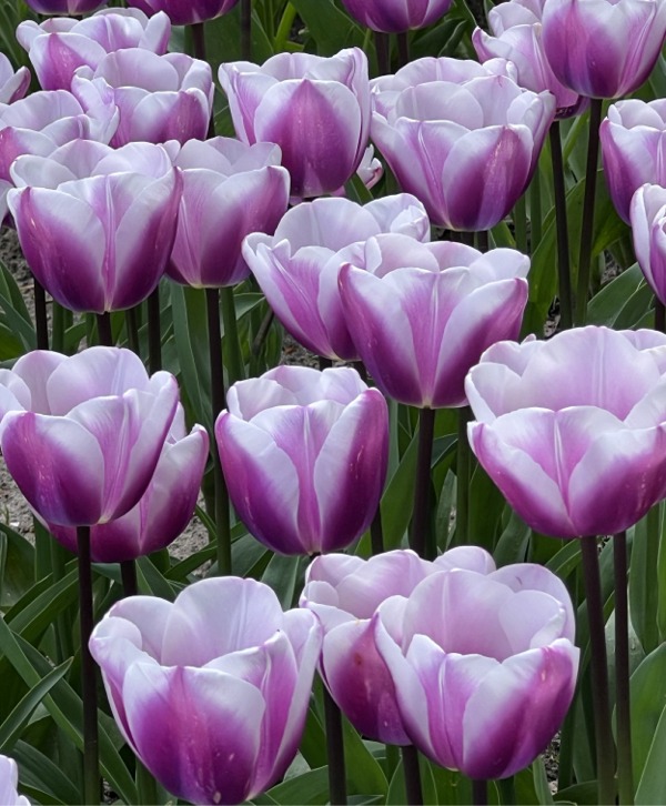 Triumph Tulips