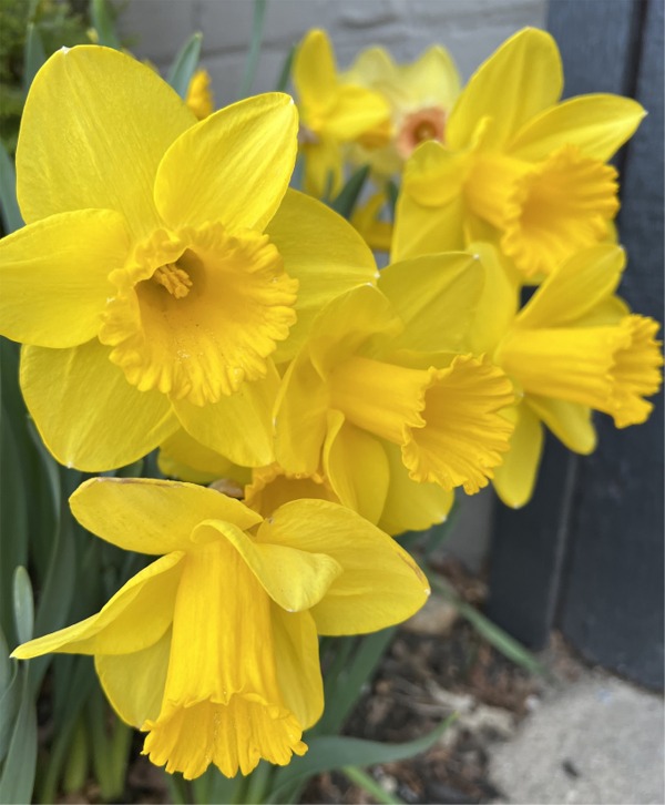 Trumpet Daffodils