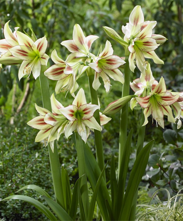 Semi-Hardy Dutch Amaryllis