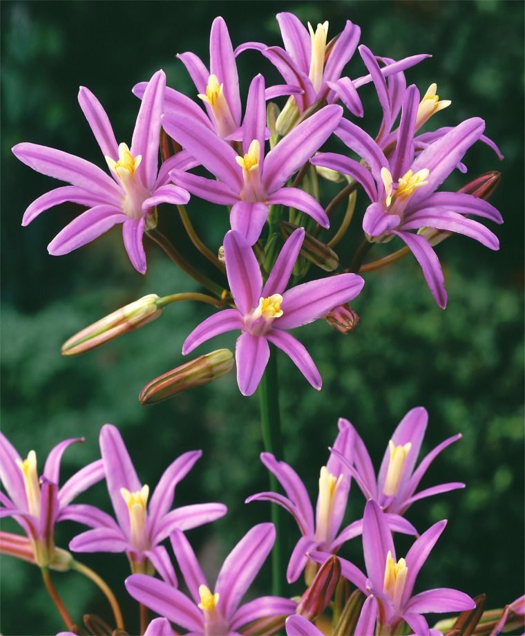 Brodiaea
