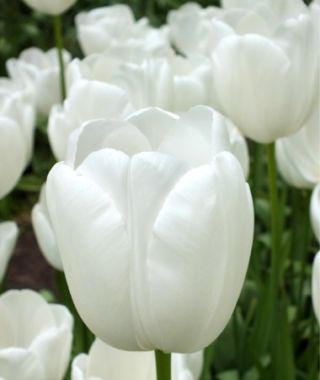 Tulip Maureen