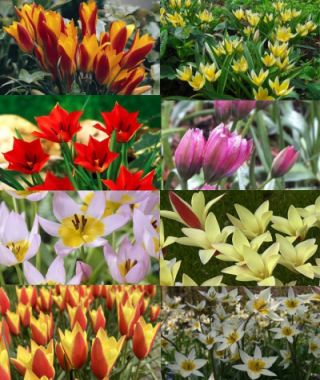 The Wild Species Tulip Mixture