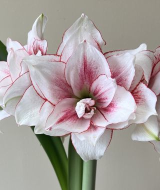 Amaryllis Elvas