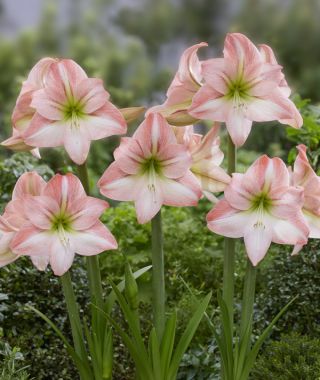 Amaryllis Fay