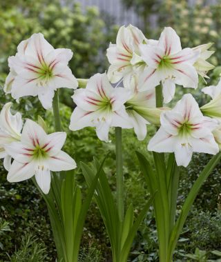 Amaryllis Geisha