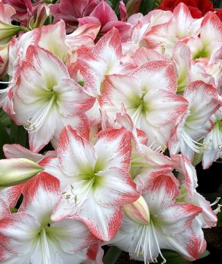 Dutch Single Amaryllis Sofia