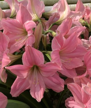 Amaryllis Sweet Star