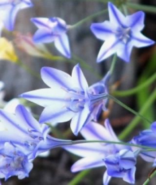 Triteleia Rudy