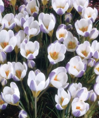 Crocus chrysanthus Blue Bird