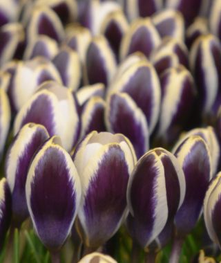 Crocus chrysanthus Panda