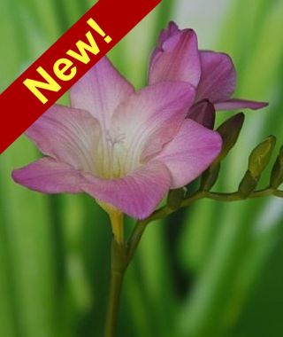 Freesia Emily