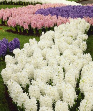 Hyacinthus orientalis Carnegie