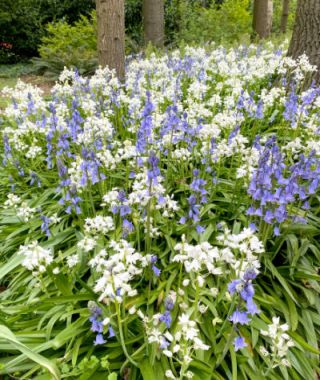 The Hyacinthoides hispanica Delft Mixture
