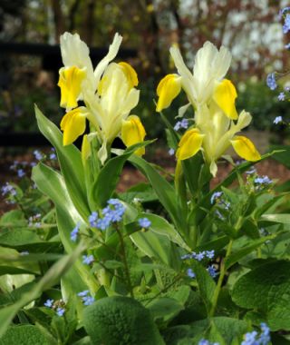 Iris bucharica