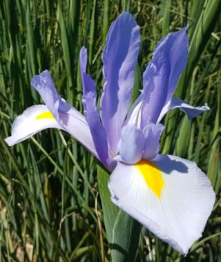 Dutch Iris Silvery Sky