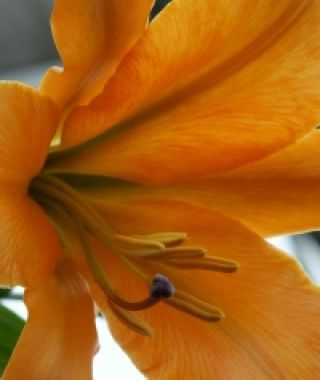 Lily African Queen