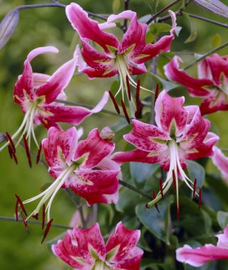 Lily Black Beauty
