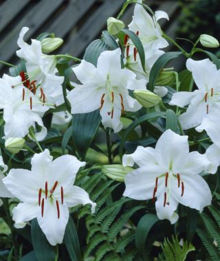 Lily Casa Blanca