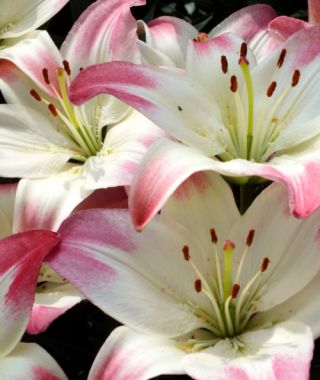 Asiatic Lily Lollipop 