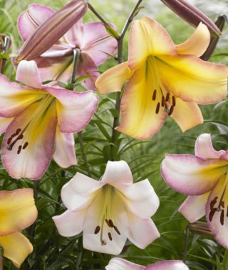 The Orienpet Lily Moon Mixture 