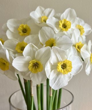 Narcissus Jamestown