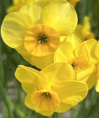 Narcissus Kokopelli
