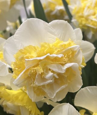 Narcissus Lingerie