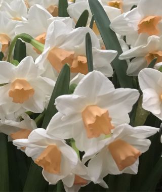 Tazetta Narcissus Kapiti Peach