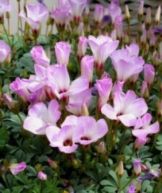 Oxalis adenophylla