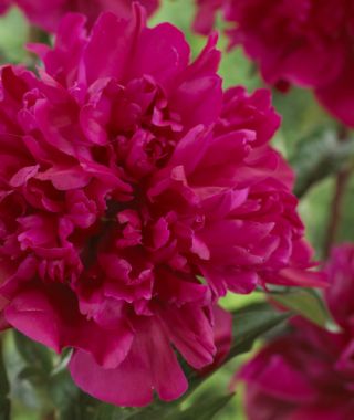 Peony Big Ben