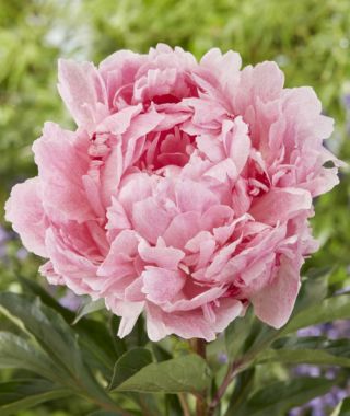 Peony Pietertje Vriend Wagenaar
