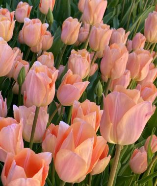 Triumph Tulip Apricot Beauty