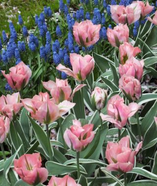 Green Tulip China Town