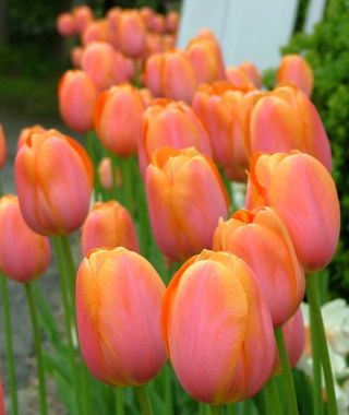 Tulip Dordogne
