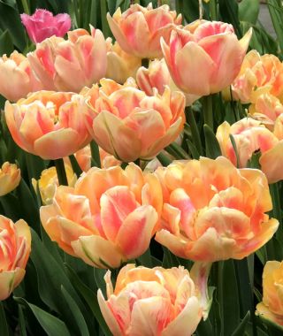 Tulip Foxy Foxtrot