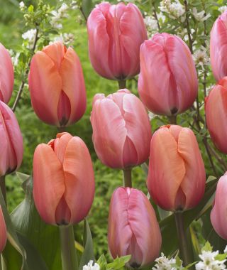 The Sunset Blush Tulip Mixture