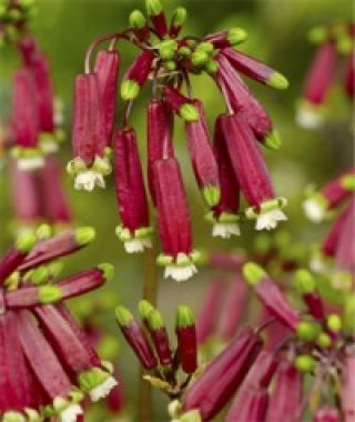 Dichelostemma laxa coccinea