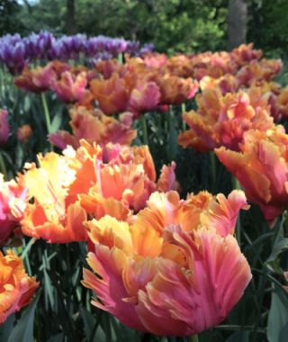 Parrot Tulip Amazing Parrot