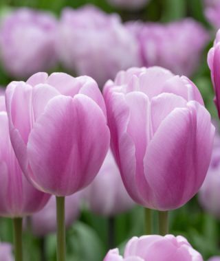 Triumph Tulip Argos