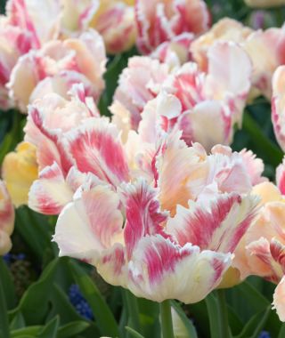 Parrot Tulip Blushing Parrot