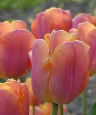 Triumph Tulip Jimmy