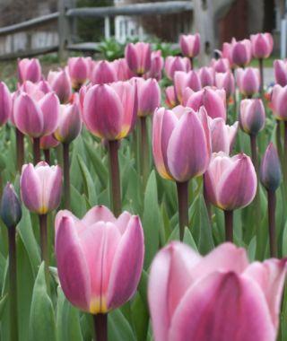 Giant Darwin Hybrid Tulip Light & Dreamy