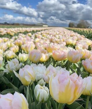 Double Early Tulip Password