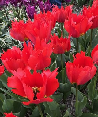 Tulip Robbedoes 